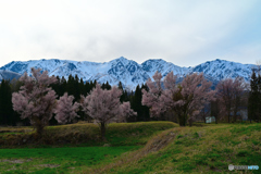 白馬山麓と桜