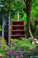 石楠花と国宝