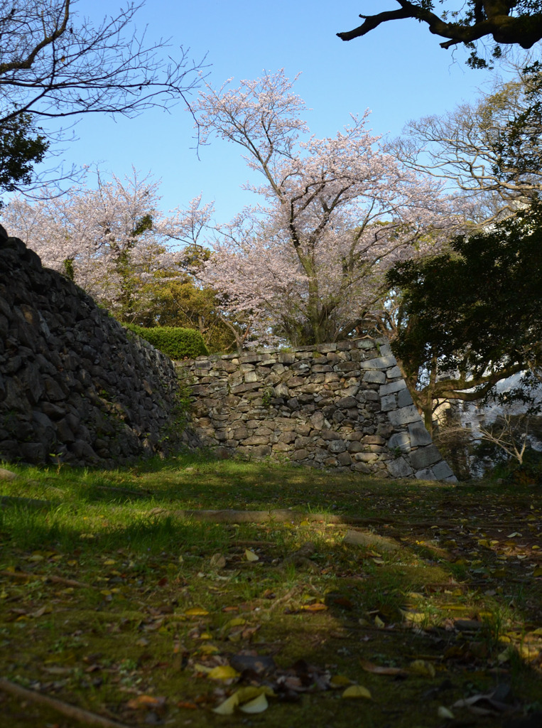 古城と桜