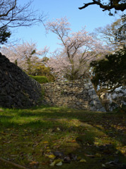 古城と桜