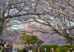 桜の屋根