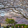 桜の屋根