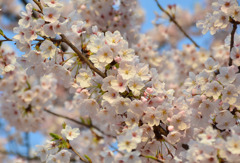 雨の翌日の桜