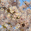 雨の翌日の桜