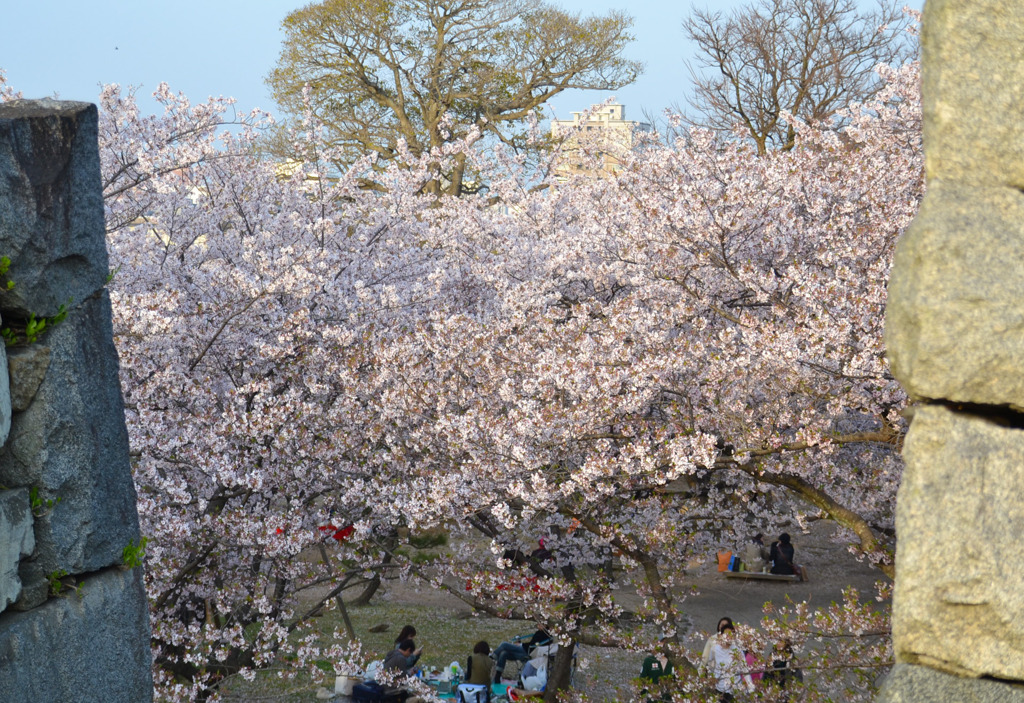 桜の屋根の下