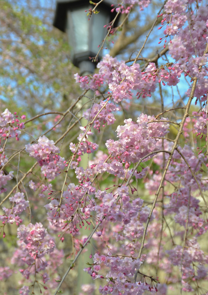 しだれ桜と灯籠