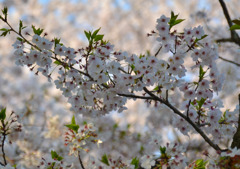 けなげな葉桜