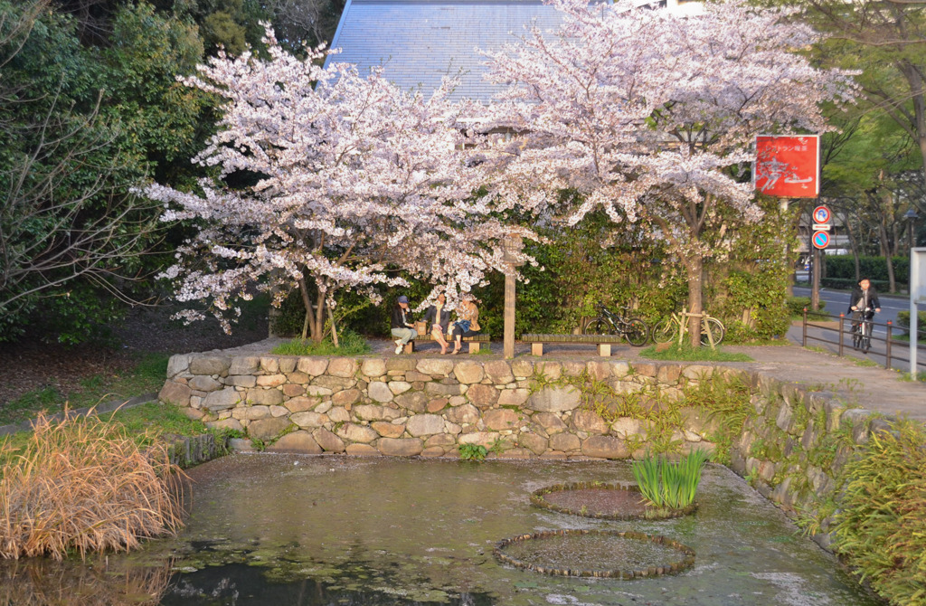 桜セレブの語らい