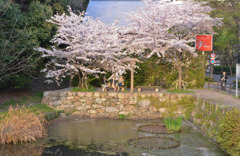 桜セレブの語らい