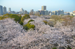 桜の雲海
