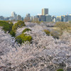 桜の雲海