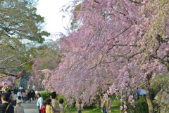 舞鶴公園のしだれ桜