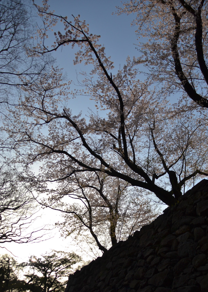 桜に古城を偲ぶ