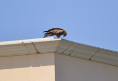 Test 400mm 約１５０m先のトンビ