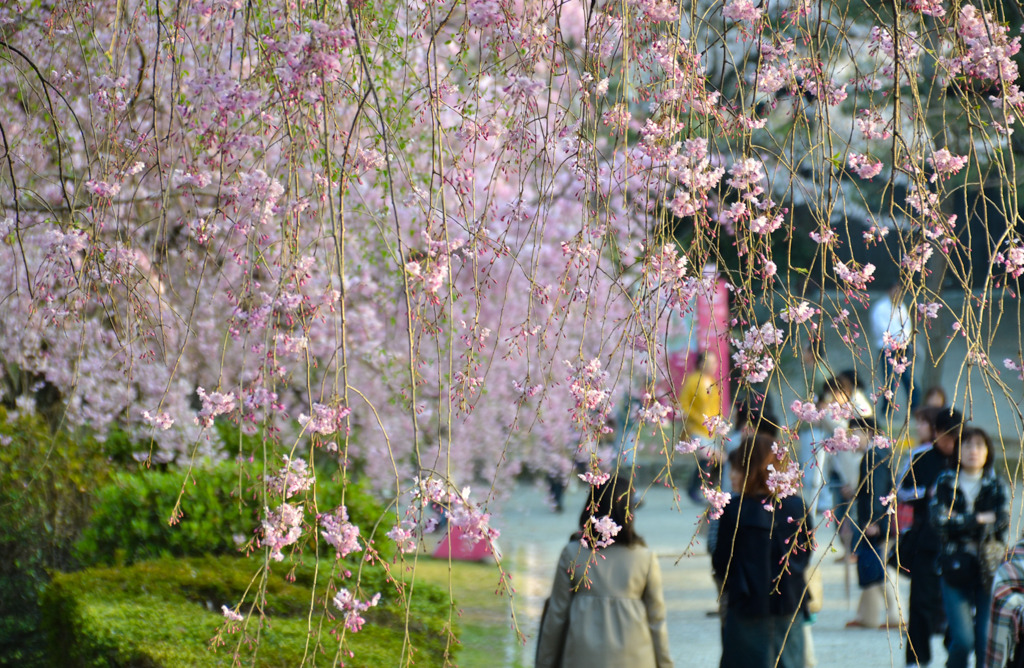 桜のすだれ