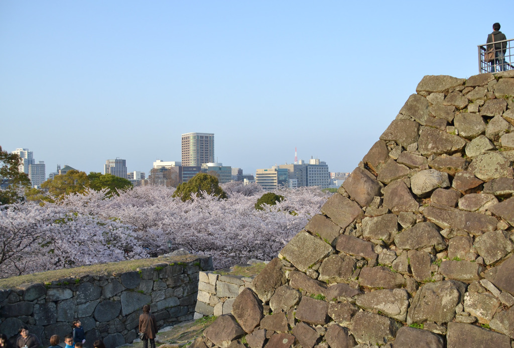 桜の雲海を眺める天守台