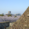 桜の雲海を眺める天守台