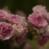 薔薇