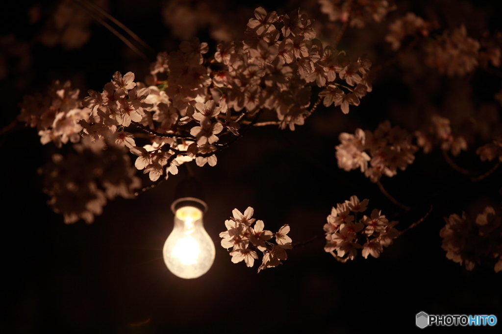 夜桜