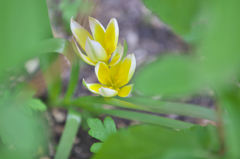 Wild Tulipa