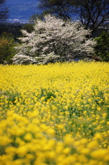 春爛漫