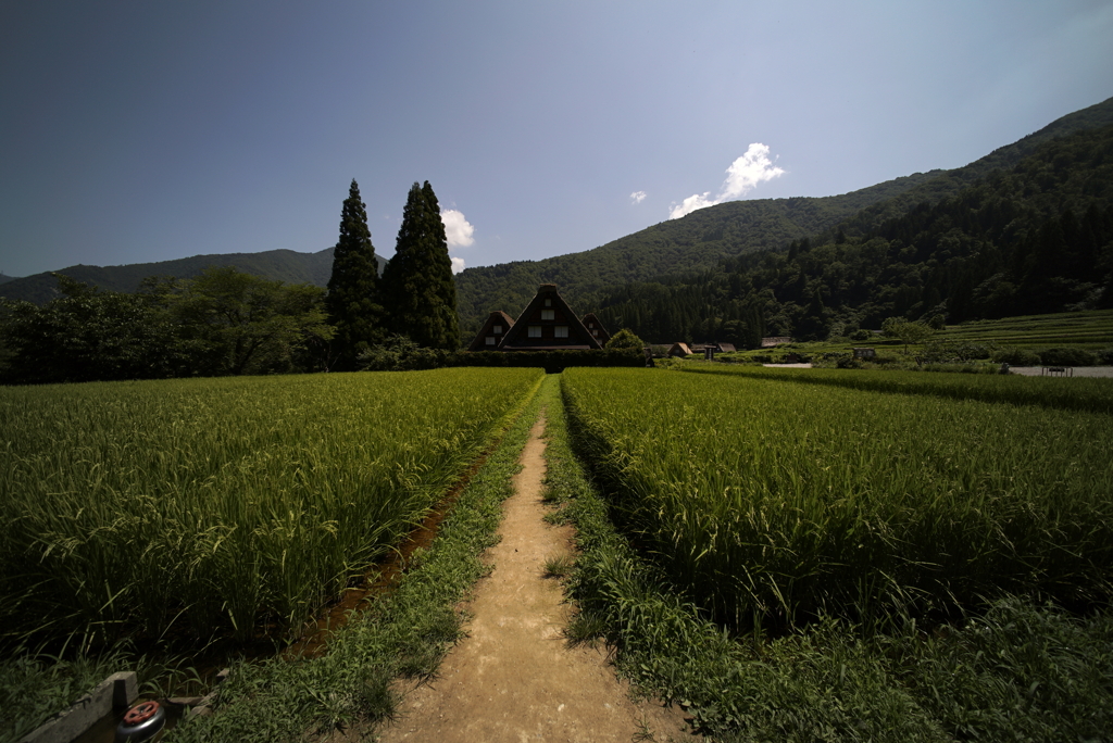 畦道