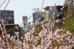 都会のさくら