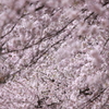 桜花