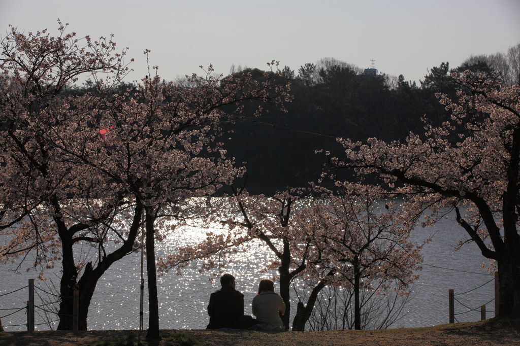 花見