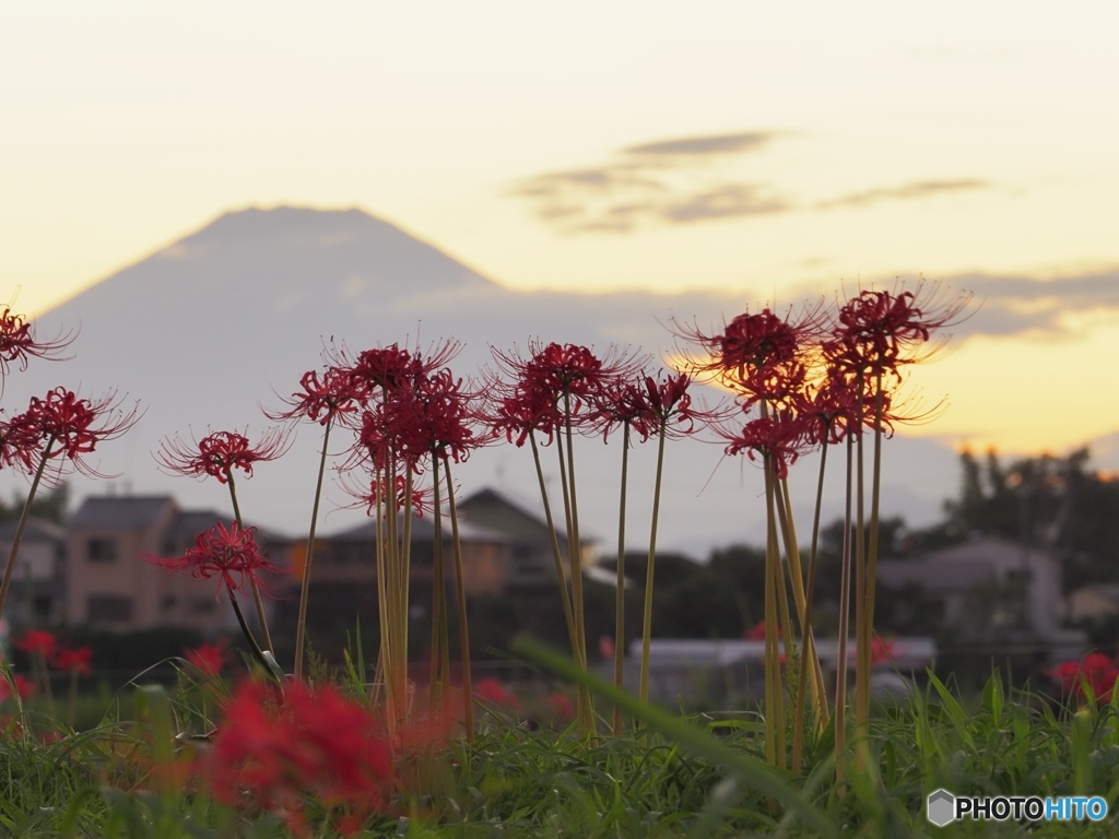 彼岸花ある夕景