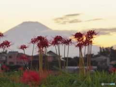 彼岸花ある夕景