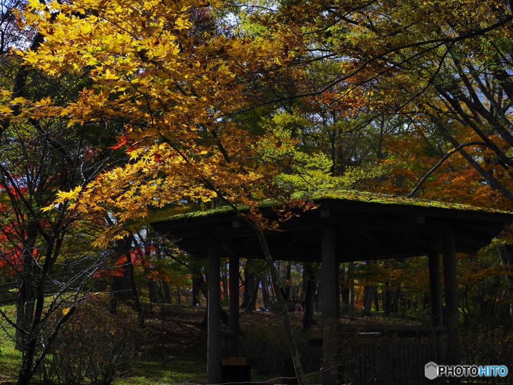 苔むす東屋