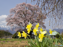 一本桜と水仙