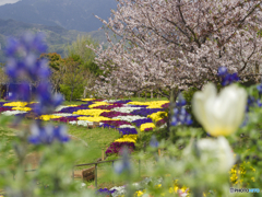 花の見