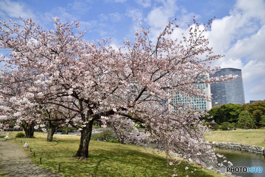 離宮の桜