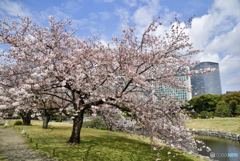 離宮の桜