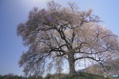 王仁塚の桜