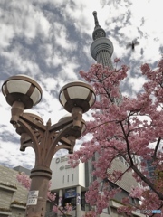 街路灯
