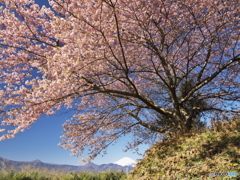 天青に桜映える