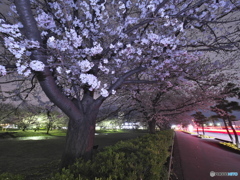 夜桜と光跡