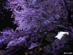 ライトアップで怪しい桜