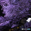 ライトアップで怪しい桜