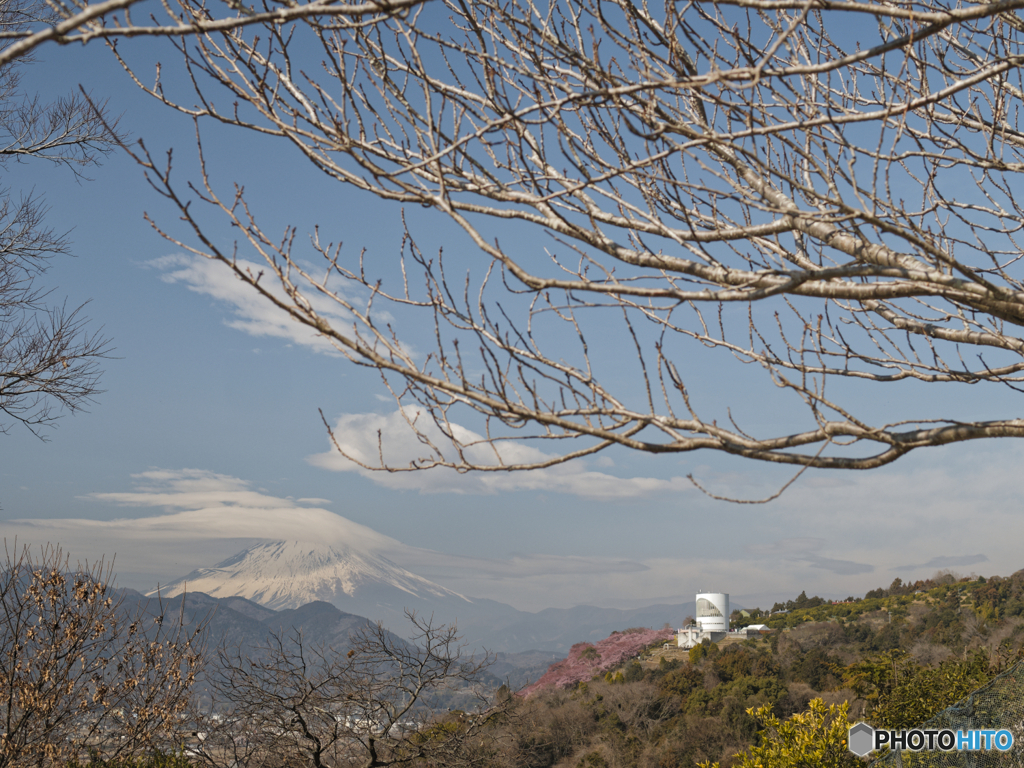 日傘富士と桜のお山