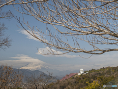 日傘富士と桜のお山