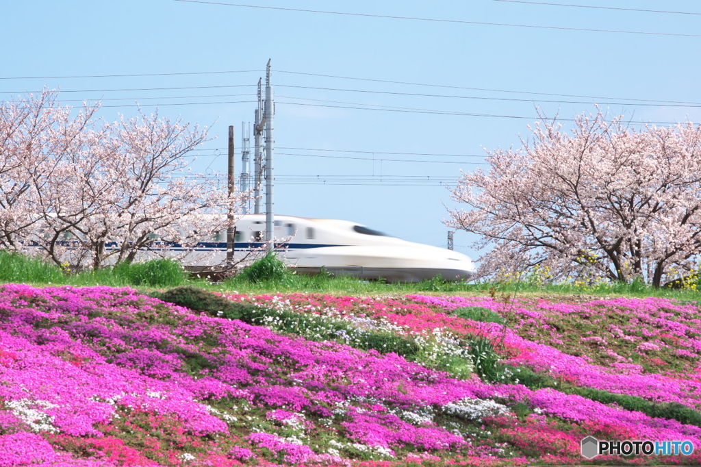 桜の共演