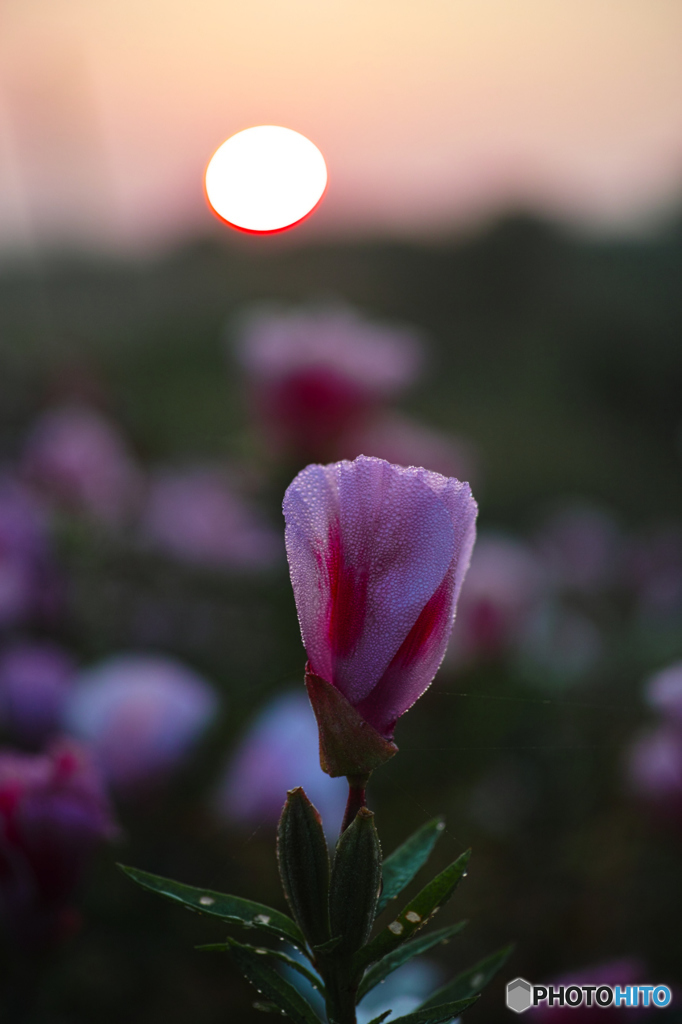 朝陽と花