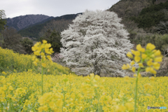 淡墨桜２