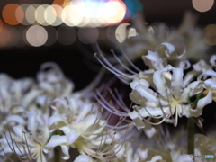 曼珠沙華夜景