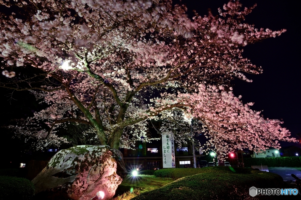 夜桜