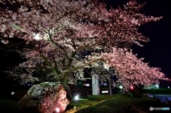 夜桜